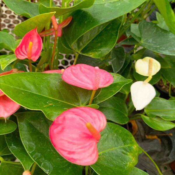 Anturios rosa y blanco
