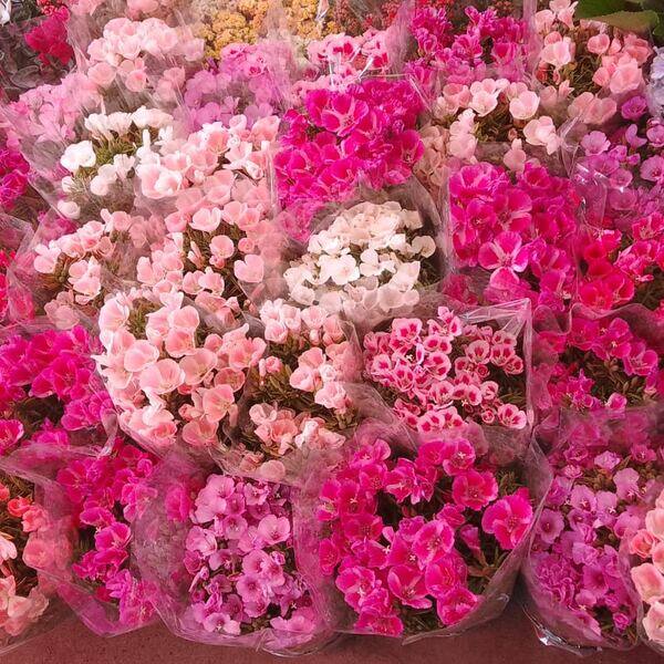 Begonias