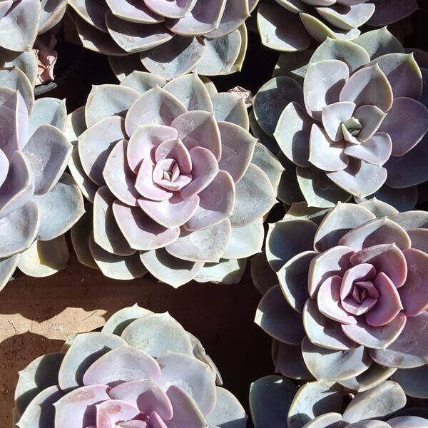 Suculenta echeveria lila