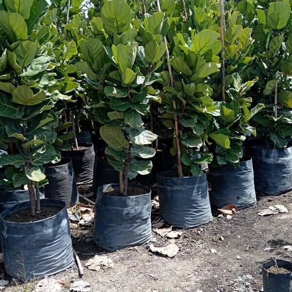 Ficus lyrata