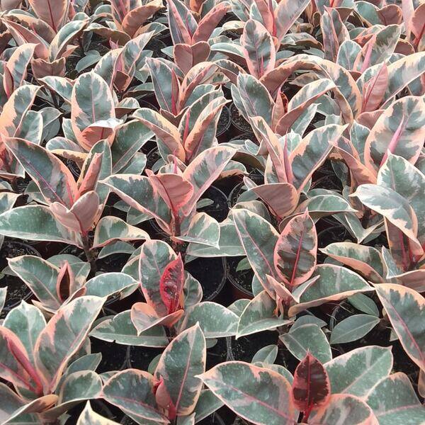 Ficus tineke (hule variegado)