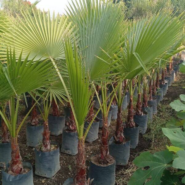 Palma washingtonia