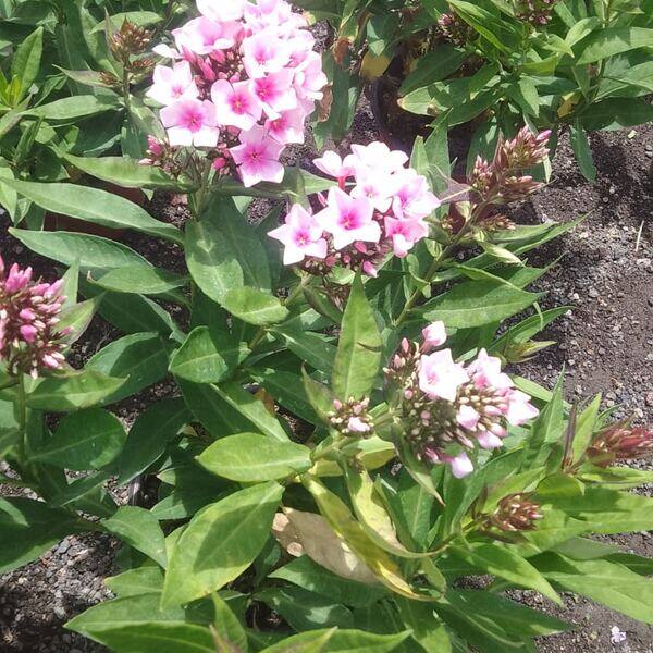 Phlox