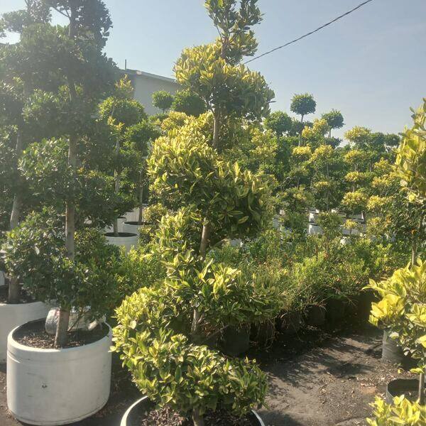 Topiaria en espiral