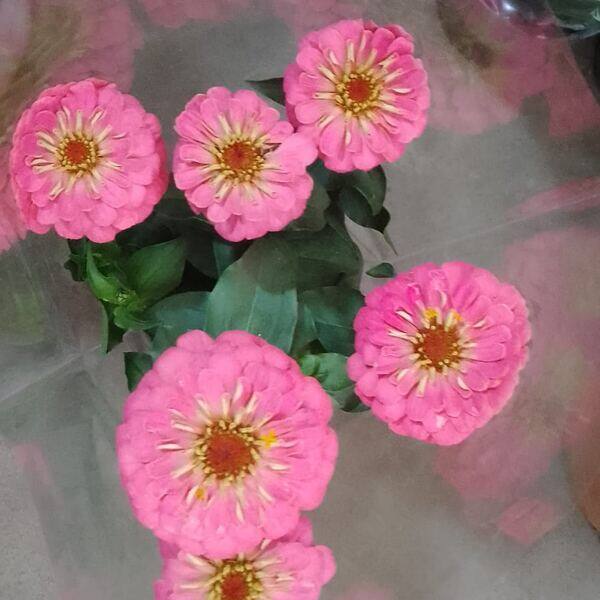 Zinnia rosa